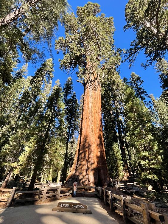 Photo — General Sherman, the giant sequoia that is the largest tree in the world by volume